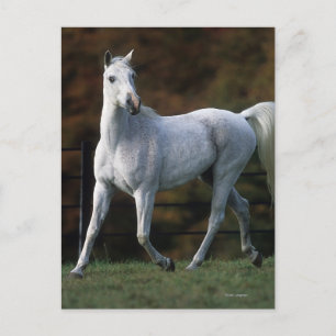 Arab Horse Running 1 Postcard
