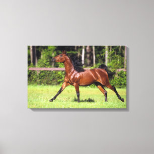Arab Horse Running 2 Canvas Print