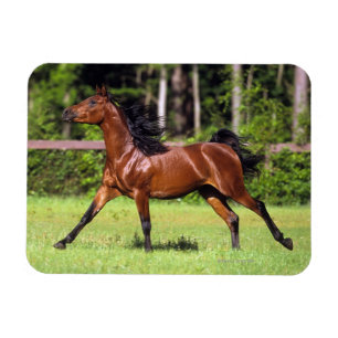 Arab Horse Running 2 Magnet