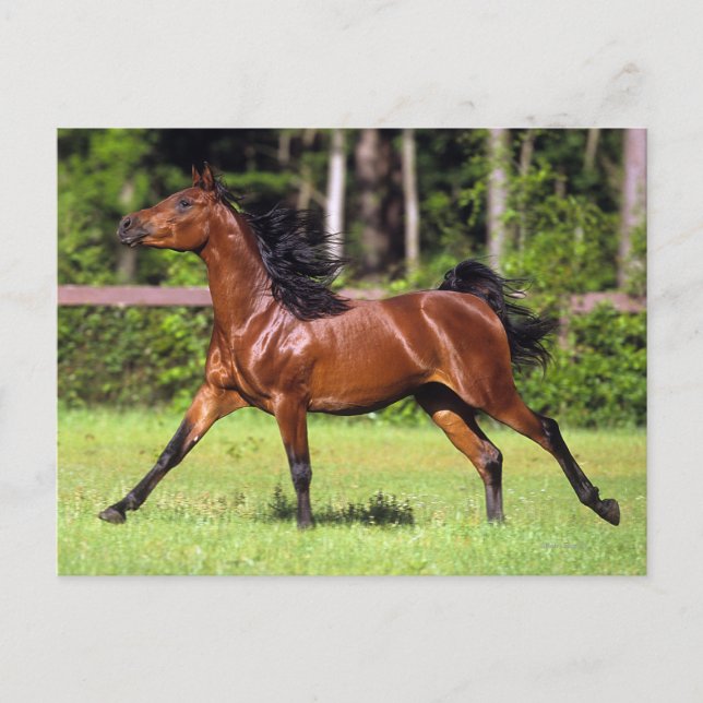 Arab Horse Running 2 Postcard (Front)