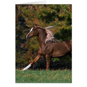 Arab Horse Running in Grassy Field