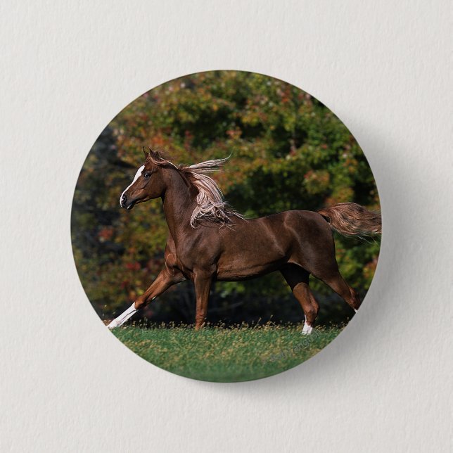 Arab Horse Running in Grassy Field 2 Inch Round Button (Front)