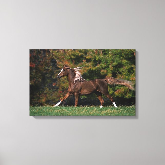 Arab Horse Running in Grassy Field Canvas Print (Front)