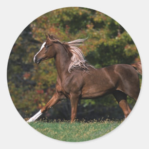 Arab Horse Running in Grassy Field Classic Round Sticker