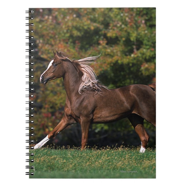 Arab Horse Running in Grassy Field Notebook (Front)