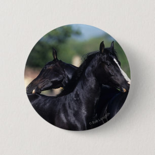 Arab Horse Scratching 2 Inch Round Button