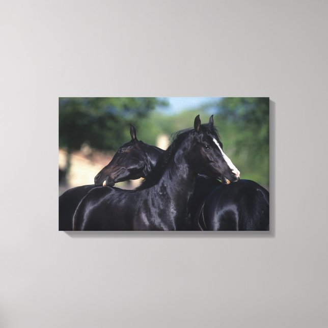 Arab Horse Scratching Canvas Print (Front)