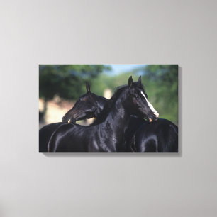 Arab Horse Scratching Canvas Print