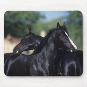 Arab Horse Scratching Mouse Pad
