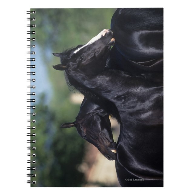 Arab Horse Scratching Notebook (Front)