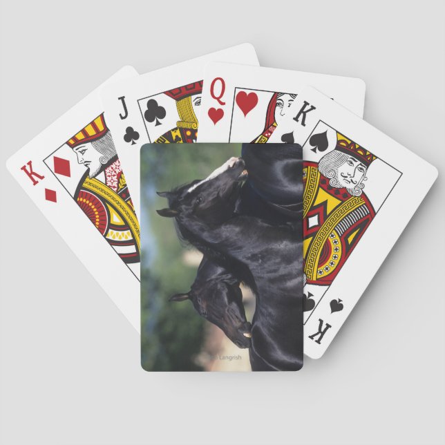 Arab Horse Scratching Playing Cards (Back)