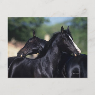 Arab Horse Scratching Postcard