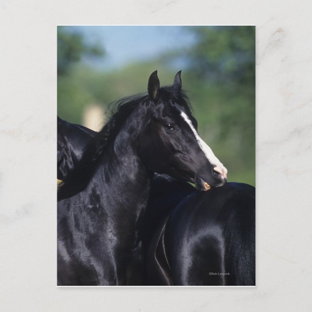 Arab Horse Scratching Postcard (Front)