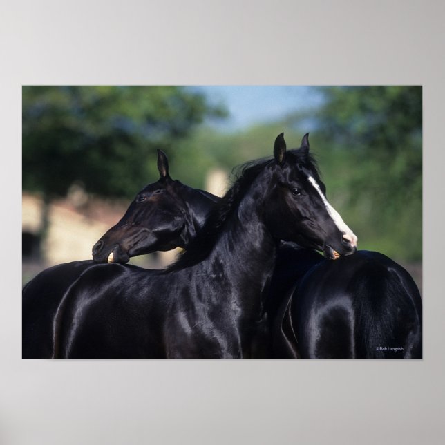 Arab Horse Scratching Poster (Front)