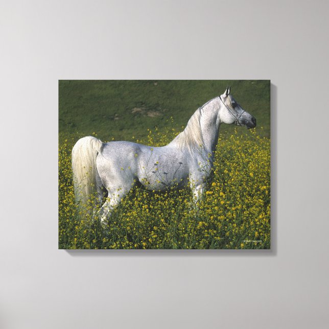 Arab Horse Standing in Flowers Canvas Print (Front)