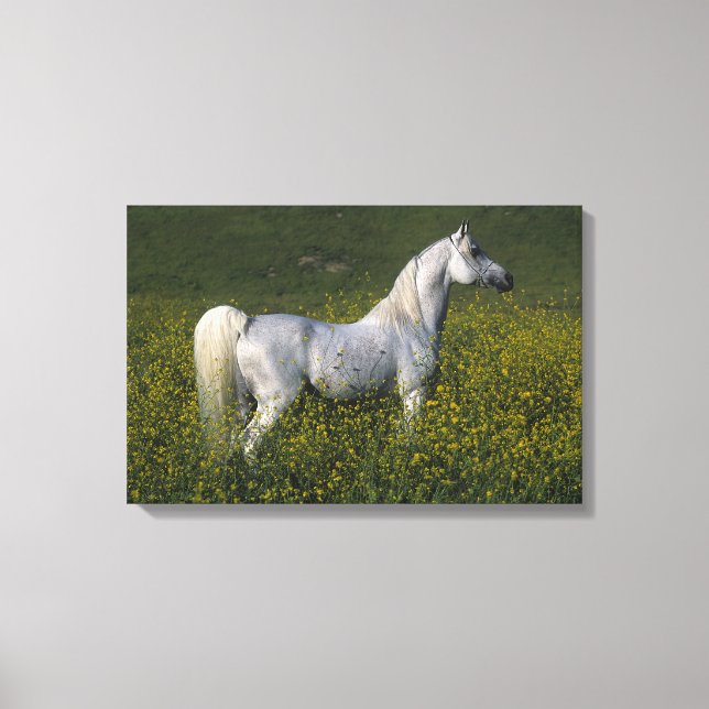 Arab Horse Standing in Flowers Canvas Print (Front)