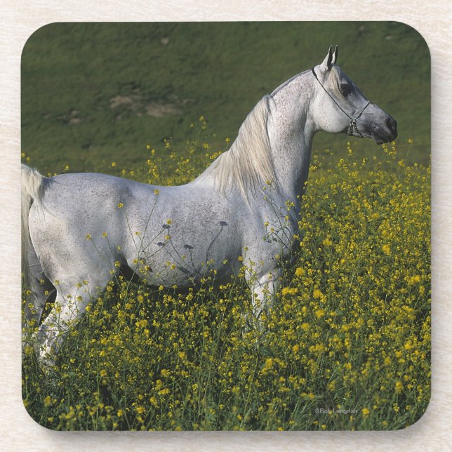 Arab Horse Standing in Flowers Coaster (Front)