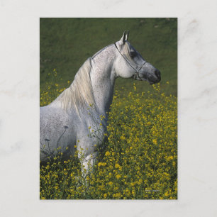 Arab Horse Standing in Flowers Postcard