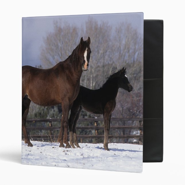 Arab Mare & Foal in Snow Binder (Front/Inside)