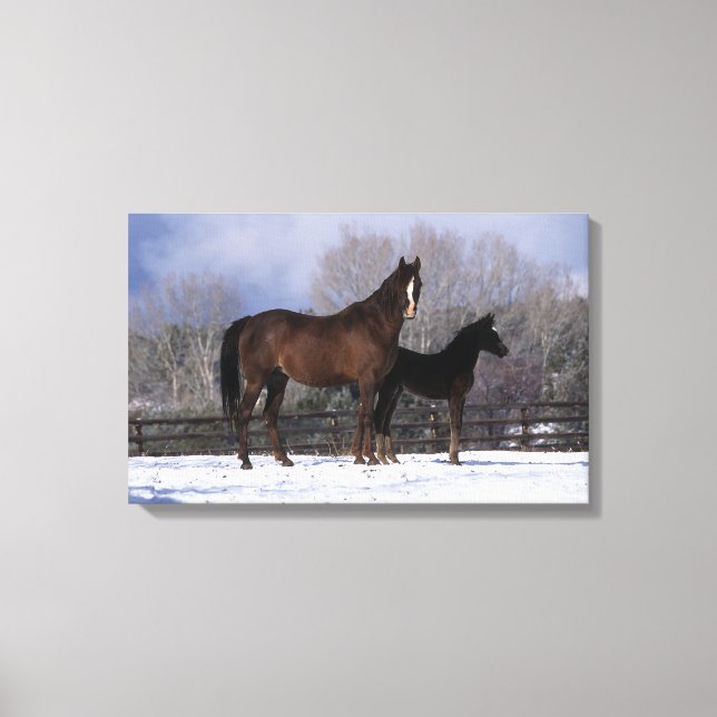Arab Mare & Foal in Snow Canvas Print (Front)
