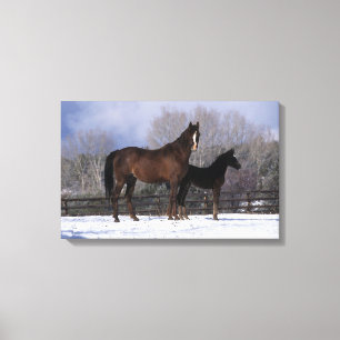 Arab Mare & Foal in Snow Canvas Print