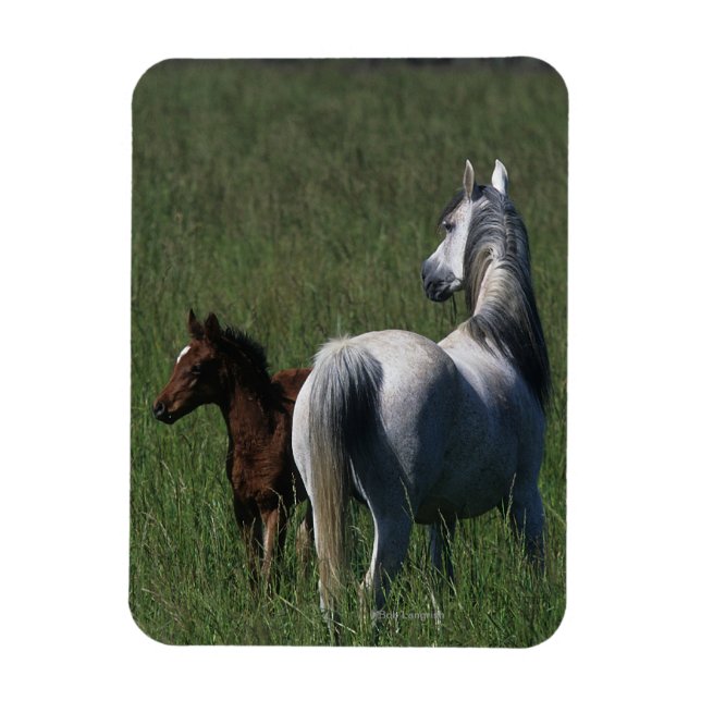 Arab Mare & Foal Magnet (Vertical)