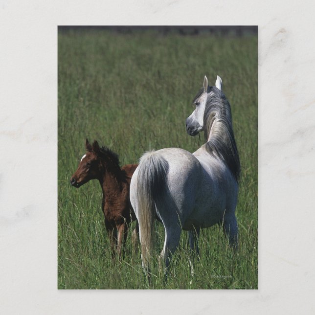 Arab Mare & Foal Postcard (Front)