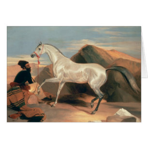 Arab Stallion
