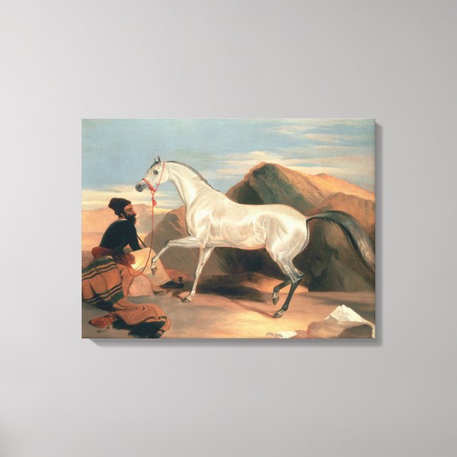 Arab Stallion Canvas Print (Front)