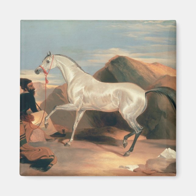 Arab Stallion Magnet (Front)