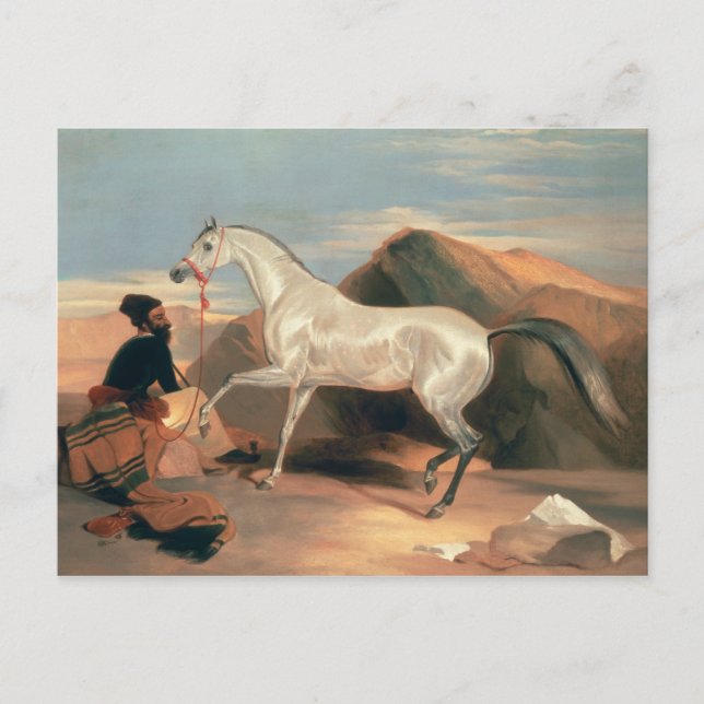 Arab Stallion Postcard (Front)