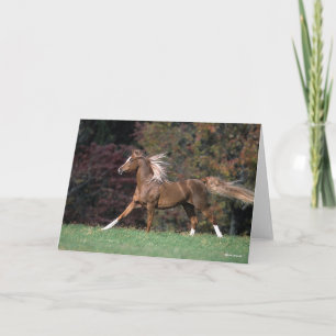 Arab Stallion Running Flowing Mane And Tail Card