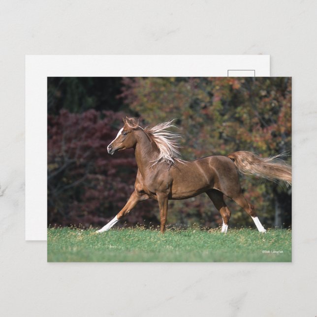 Arab Stallion Running Flowing Mane And Tail Postcard (Front/Back)