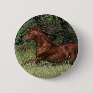 Arab Stallion Running in the Grass 2 Inch Round Button