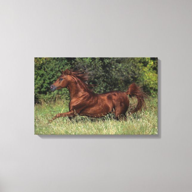 Arab Stallion Running in the Grass Canvas Print (Front)