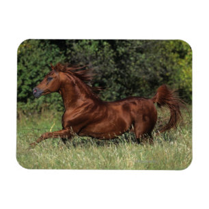 Arab Stallion Running in the Grass Magnet