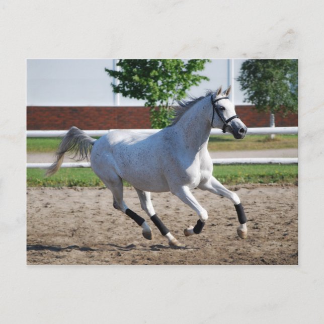 Arabian 1 postcard (Front)