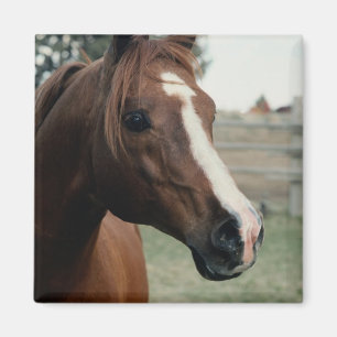 Arabian at Pasture Magnet