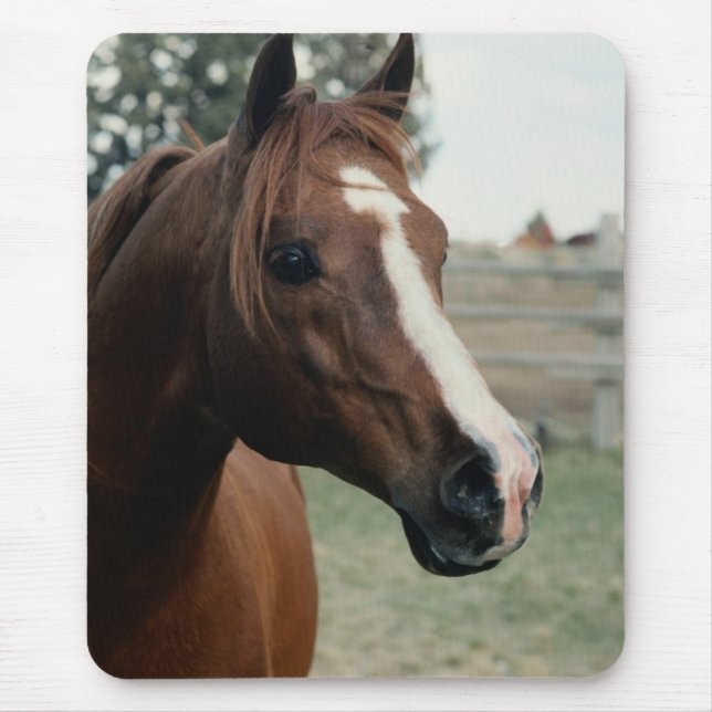 Arabian at Pasture Mouse Pad (Front)