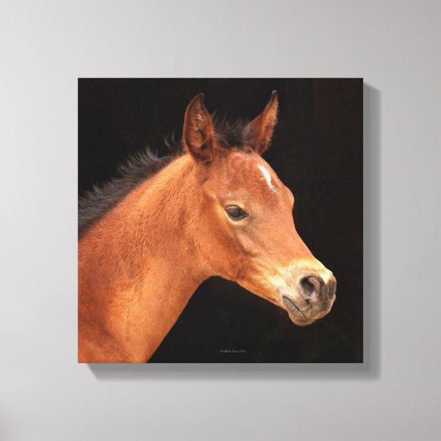Arabian Filly Canvas Print (Front)