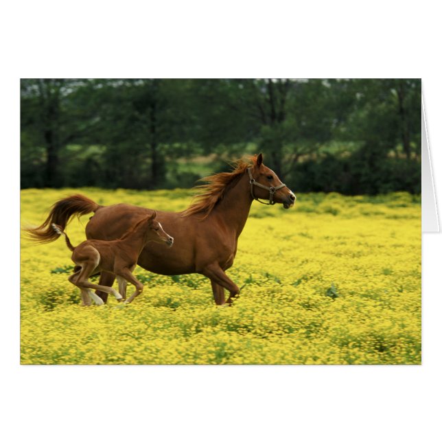 Arabian foal and mare running through (Front Horizontal)