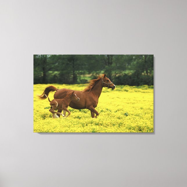 Arabian foal and mare running through canvas print (Front)