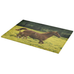 Arabian foal and mare running through cutting board