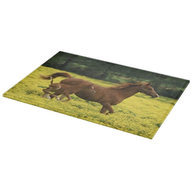 Arabian foal and mare running through cutting board (Corner)
