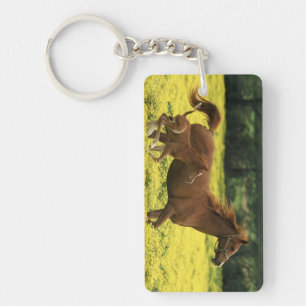 Arabian foal and mare running through keychain