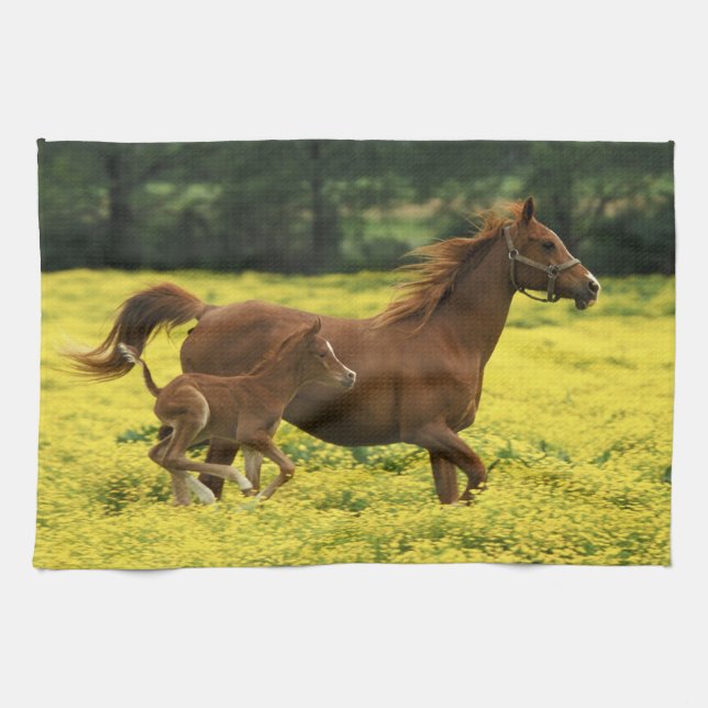 Arabian foal and mare running through kitchen towel (Horizontal)