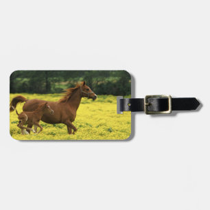 Arabian foal and mare running through luggage tag