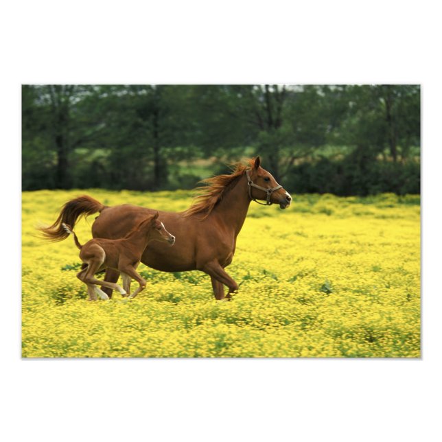 Arabian foal and mare running through photo print (Front)
