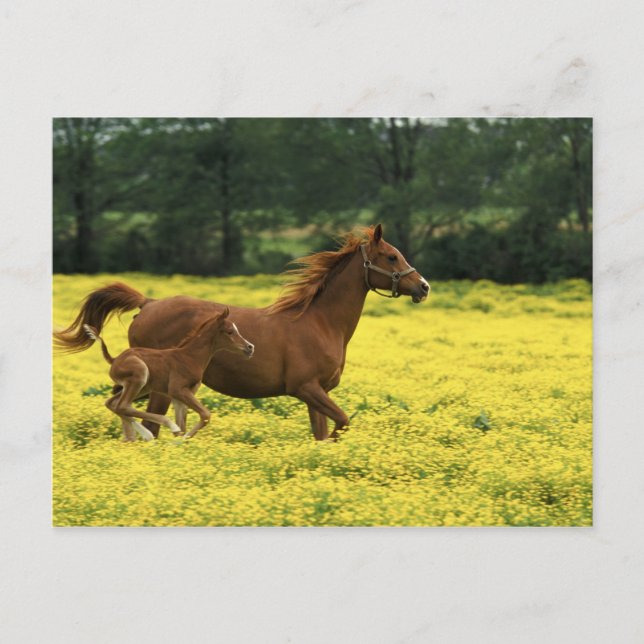 Arabian foal and mare running through postcard (Front)