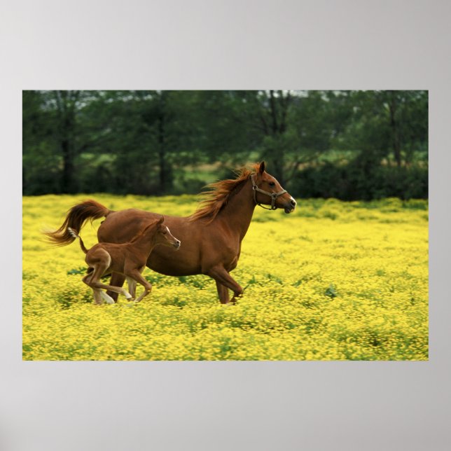 Arabian foal and mare running through poster (Front)